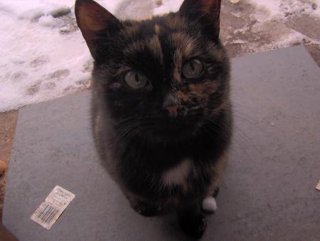 Mon petit chat!!