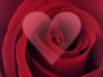 Rose, coeur...