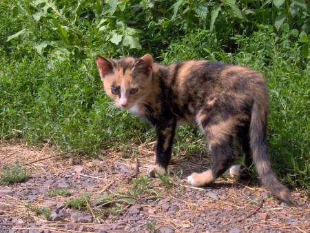 Mon cat's!!!!!!